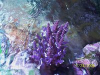 PurpleNana.jpg