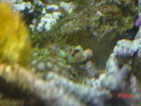 DSC00086.jpg