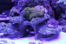 IMG_3557.jpg