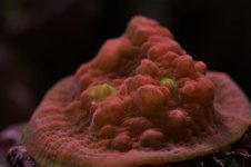 DSC_0975.jpg