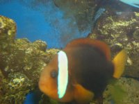 aquarium 2010 004-2.JPG