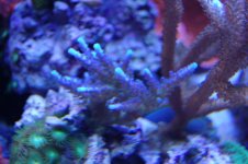 DSC_0203.jpg