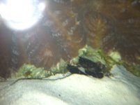 Black Crab.JPG
