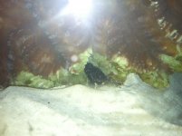 Black Crab 2.jpg