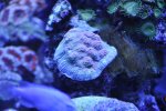 _DSC0864.jpg
