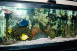 _DSC0002.gif