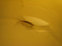 shrimp_024.jpg