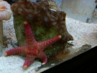 clam love.jpg