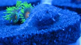 Snail02.jpg