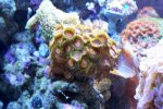 zoa.jpg
