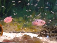 DSCN1253.jpg