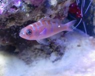 fish.jpg