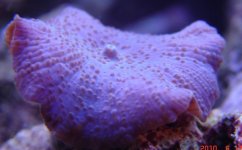 Mushroom.jpg