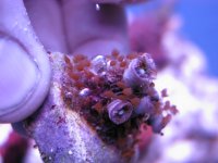 algea 002.JPG