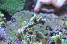 corals 002.jpg