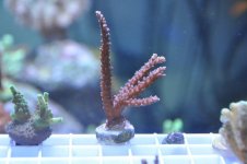 corals 008.jpg