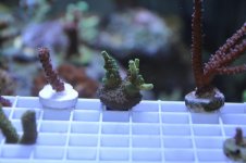 corals 007.jpg