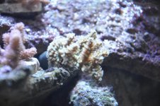 corals 009.jpg