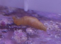 DSC_028b2.jpg