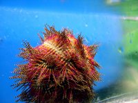 Sea_URCHIN.jpg