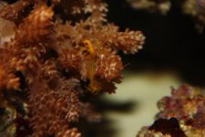 nudi 004.jpg