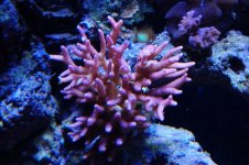 DSC_0781.jpg