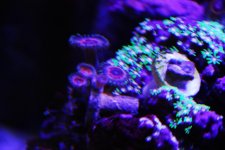 DSC_1523.jpg