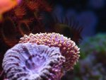 zoa 2 128.jpg
