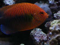 zoa 2 108.jpg