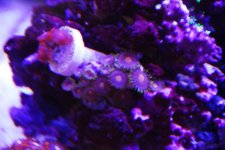 DSC_1524.jpg