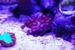 DSC_1525.jpg