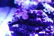 Purple Death.jpg