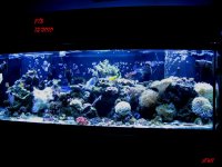 Reef  FTS, December 2010 150.jpg