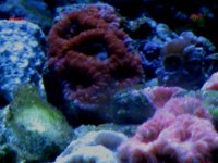 Reef Acans 2,  December 2010 068.jpg