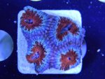 acan 2.jpg