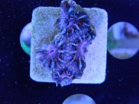 acan 3.jpg