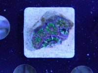 acan 4.jpg