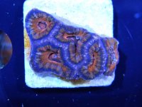 acan $45.jpg