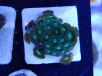 dragon eye zoa.jpg