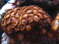 zoa's 2010 019.jpg