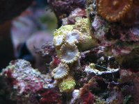 zoa's 2010 022.jpg