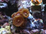 zoa's 2010 023.jpg