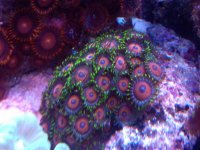 zoa3.jpg