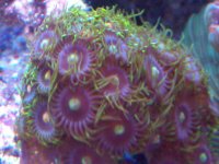 zoa4.jpg