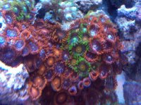 zoa7.jpg