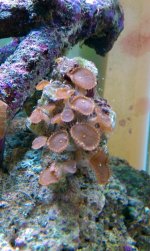 IMAG0098.jpg