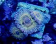 zoas1.jpg