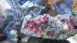 IMG_1018.jpg