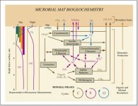 Microbal Mat Biogeochemistry.jpg
