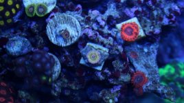 zoas2.jpg